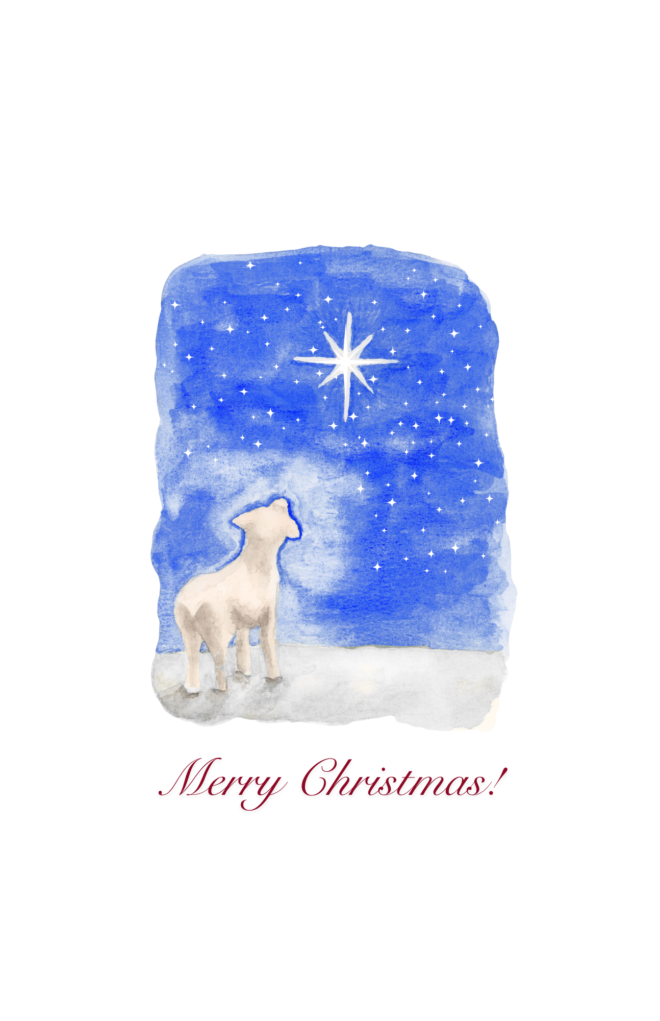 Christmas Card - Lamb looking at star